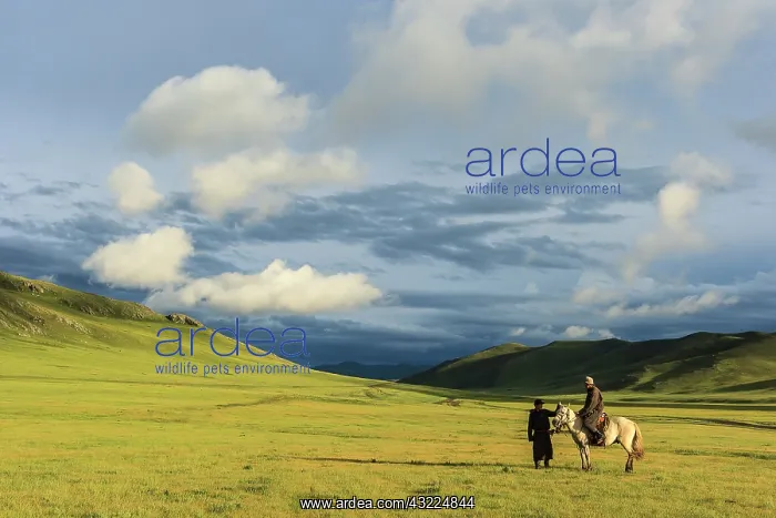 : Mongolian horseman in the steppe in the late afternoon - Mon : Mongolian horseman in the steppe in the late afternoon - Mon