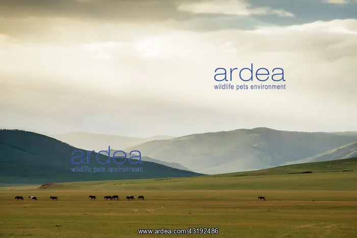 : Mongolian horses in the steppe, Tsaritsyn Ereg - : Mongolian horses in the steppe, Tsaritsyn Ereg -
