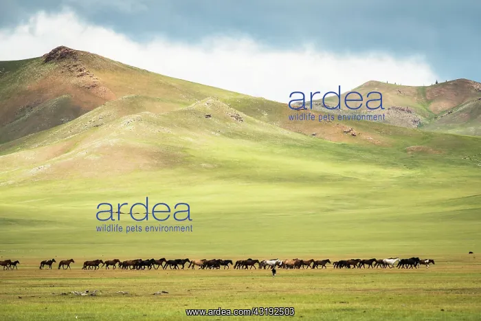 : Mongolian horses in the steppe, Tsaritsyn Ereg - : Mongolian horses in the steppe, Tsaritsyn Ereg -
