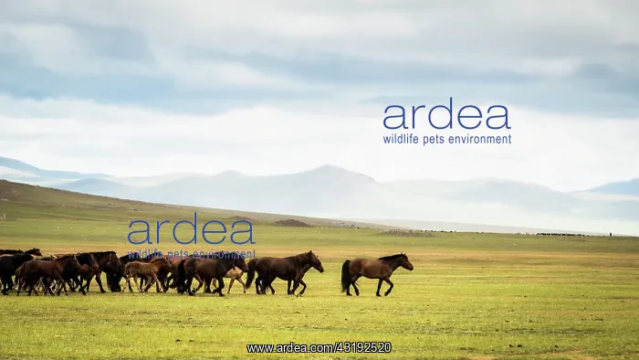 : Mongolian horses in the steppe, Tsaritsyn Ereg - : Mongolian horses in the steppe, Tsaritsyn Ereg -