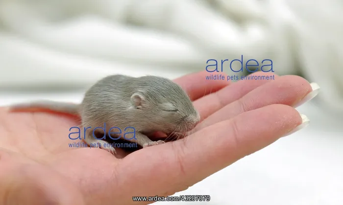: Mongolian Jird or Gerbil (Meriones unguiculatus) : Mongolian Jird or Gerbil (Meriones unguiculatus)