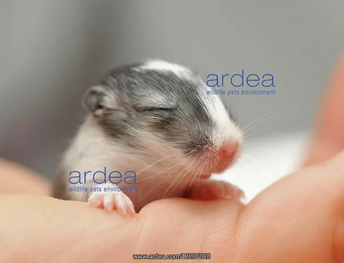 : Mongolian Jird or Mongolian Gerbil (Meriones unguiculatus) : Mongolian Jird or Mongolian Gerbil (Meriones unguiculatus)