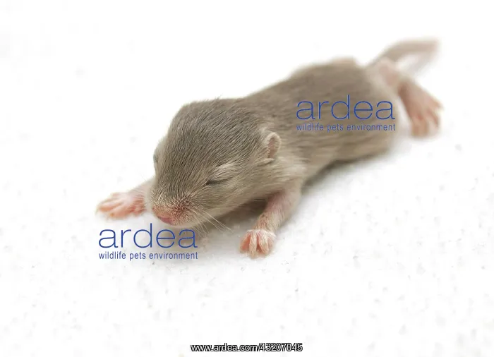  : Mongolian Jird or Mongolian Gerbil (Meriones unguiculatus)