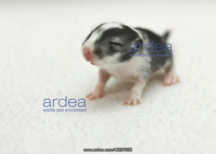 : Mongolian Jird or Mongolian Gerbil (Meriones unguiculatus) : Mongolian Jird or Mongolian Gerbil (Meriones unguiculatus)