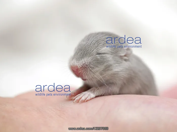  : Mongolian Jird or Mongolian Gerbil (Meriones unguiculatus)
