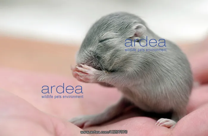 : Mongolian Jird or Mongolian Gerbil (Meriones unguiculatus) : Mongolian Jird or Mongolian Gerbil (Meriones unguiculatus)