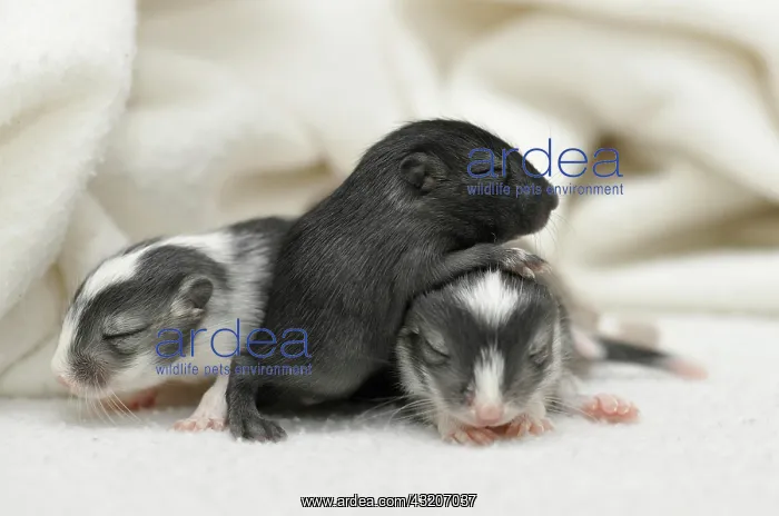 : Mongolian Jirds or Mongolian Gerbils (Meriones unguiculatus) : Mongolian Jirds or Mongolian Gerbils (Meriones unguiculatus)