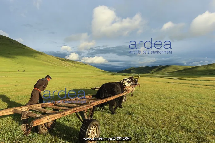 : Mongolian man guiding domestic Yak - Mongolia : Mongolian man guiding domestic Yak - Mongolia