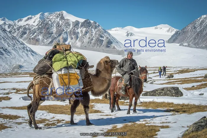: Mongolian shepherd on horseback with a clumsy animal : Mongolian shepherd on horseback with a clumsy animal