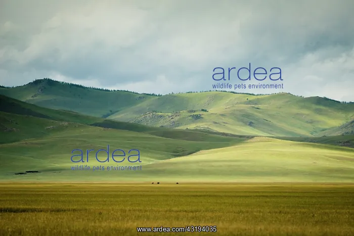 : Mongolian steppe, Tsaritsyn Ereg - Province of Arkhangai : Mongolian steppe, Tsaritsyn Ereg - Province of Arkhangai