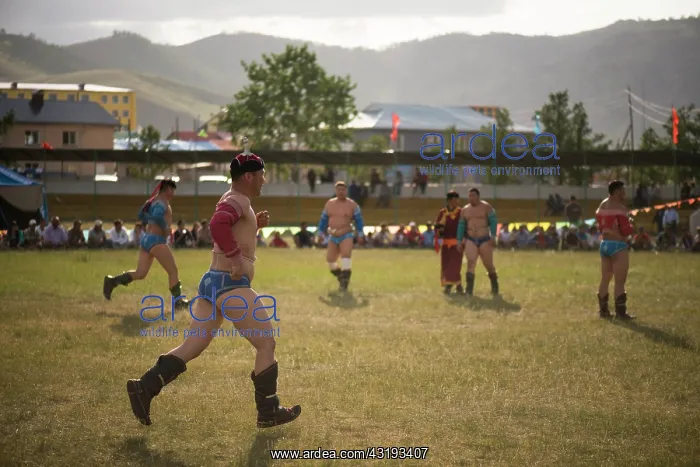 : Mongolian wrestlers, Naadam Festival Tsetserleg : Mongolian wrestlers, Naadam Festival Tsetserleg
