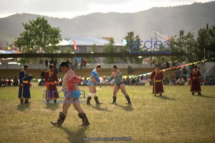 : Mongolian wrestling, Traditional fighting burumbators : Mongolian wrestling, Traditional fighting burumbators