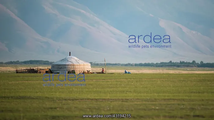 : Mongolian yurt, Province of Khevsgel - Mongolia : Mongolian yurt, Province of Khevsgel - Mongolia