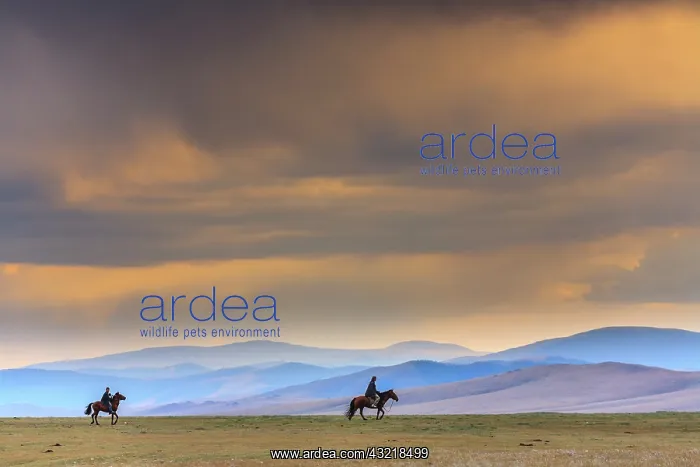 : Mongols rider in the steppe - Mongolia Arkhangai : Mongols rider in the steppe - Mongolia Arkhangai