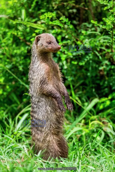 : Mongoose (Mungos mungo) is standing on its hind : Mongoose (Mungos mungo) is standing on its hind