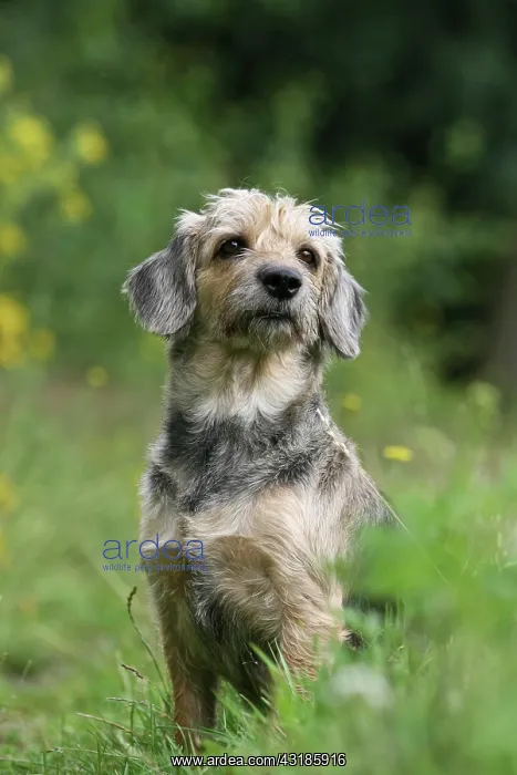 : Mongrel, crossbreed, dog sitting on a meadow Mischlingshund : Mongrel, crossbreed, dog sitting on a meadow Mischlingshund