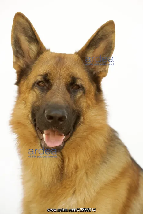  : Mongrel Dog