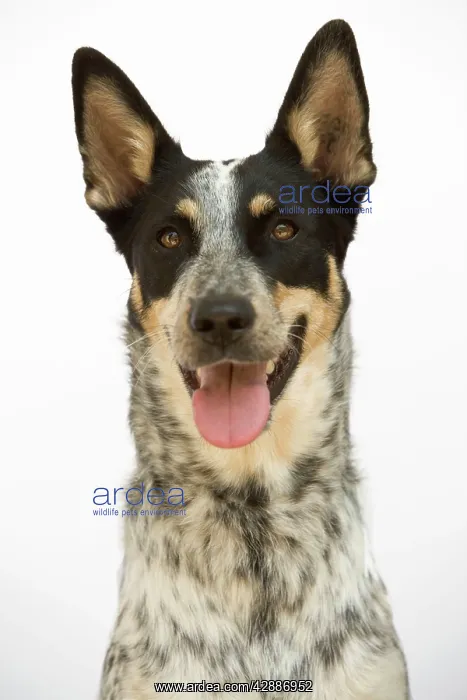  : Mongrel Dog