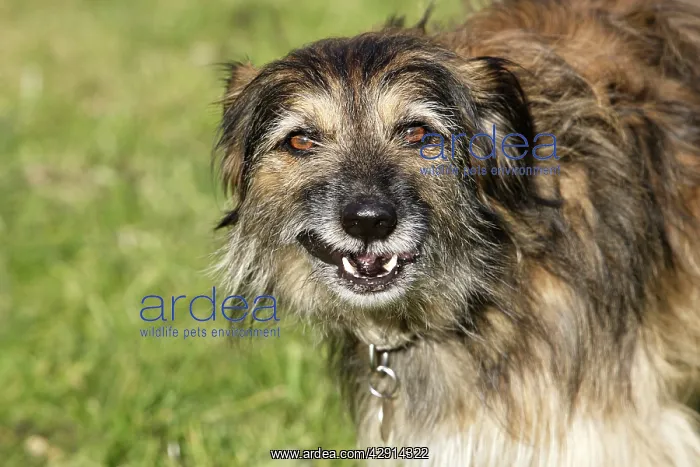  : Mongrel Dog