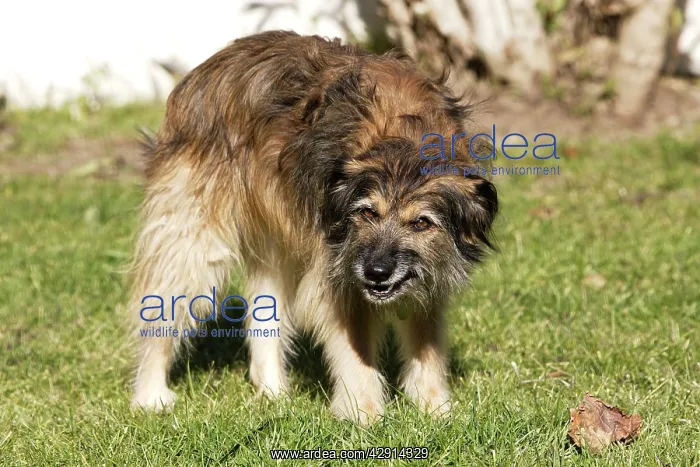  : Mongrel Dog