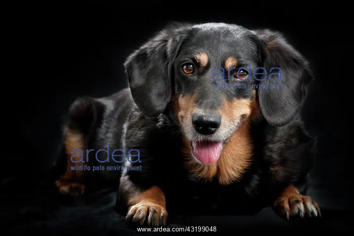 : Mongrel dog : Mongrel dog