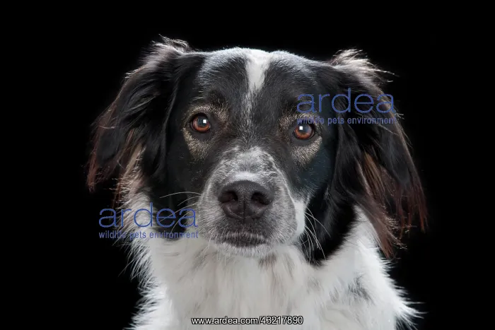 : Mongrel dog : Mongrel dog