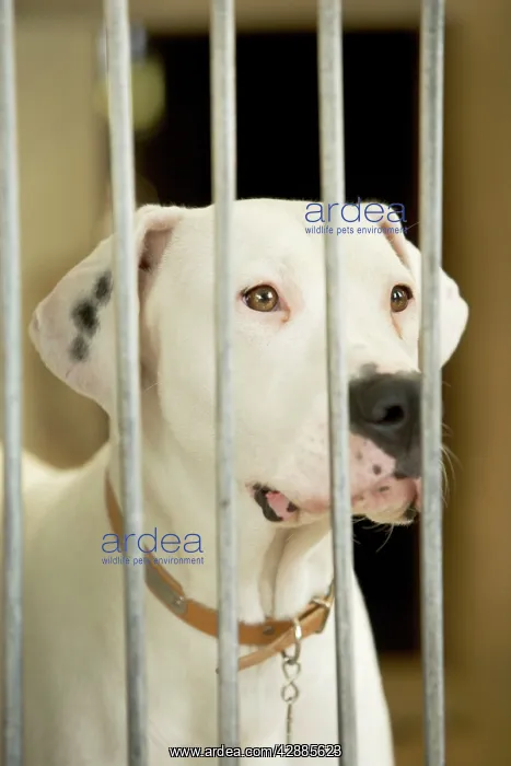  : Mongrel Dog - behind bars