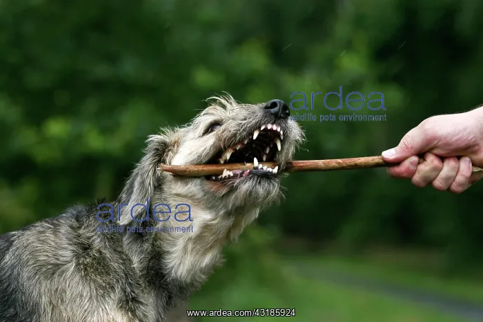 : Mongrel dog biting a stick Mischlingshund bei&, xdf;t : Mongrel dog biting a stick Mischlingshund bei&, xdf;t