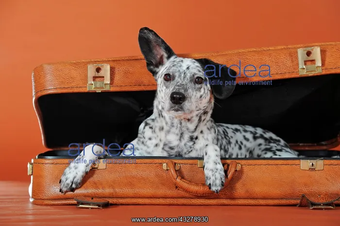  : Mongrel, dog, black and white, lying in leather