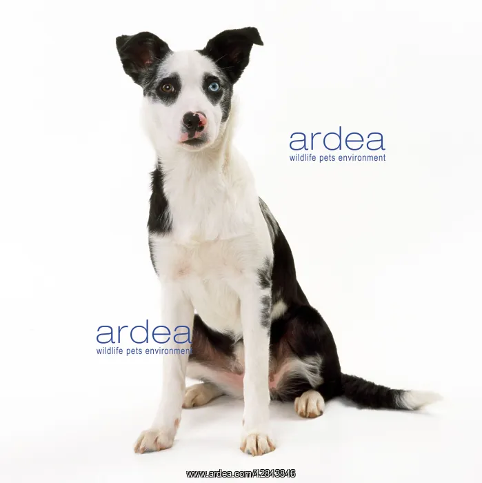  : MONGREL DOG - Border Collie cross