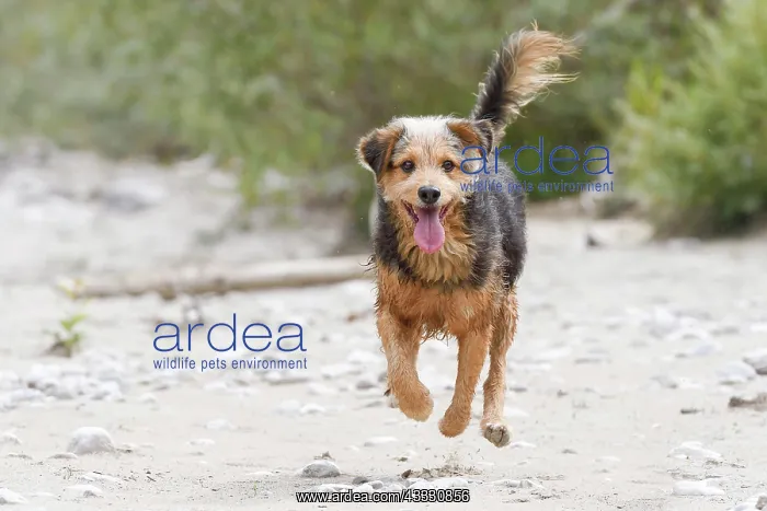 : Mongrel dog, Bosnian running dog mongrel or Barak : Mongrel dog, Bosnian running dog mongrel or Barak
