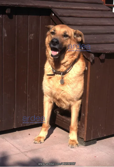 : Mongrel Dog - in kennel : Mongrel Dog - in kennel