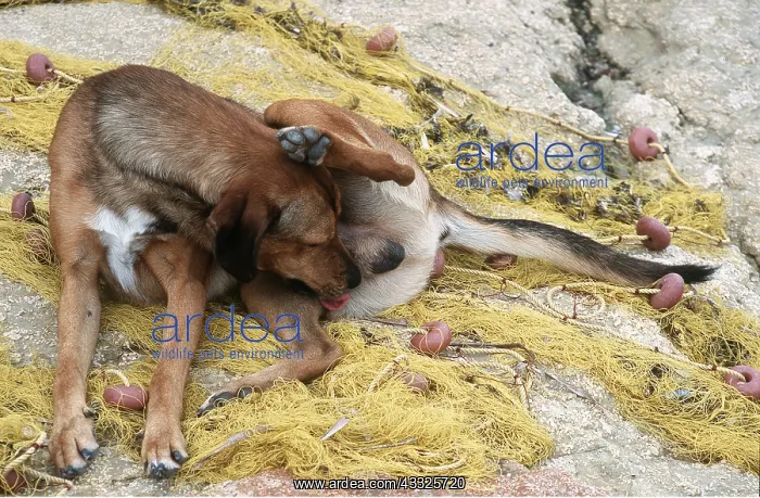 : Mongrel DOG - licking itself : Mongrel DOG - licking itself