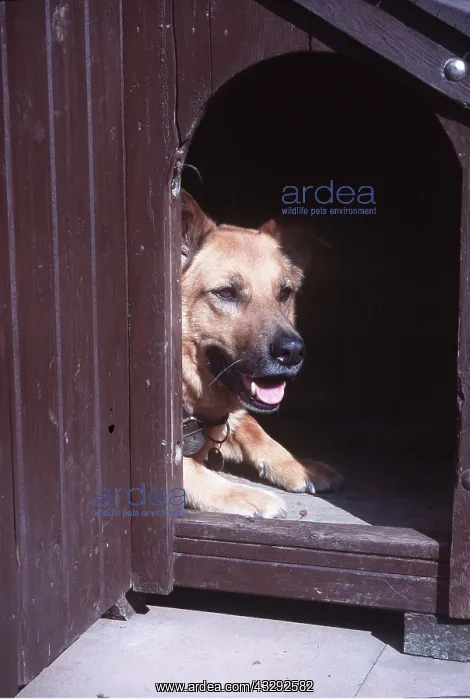 : MONGREL DOG - lying down in kennel : MONGREL DOG - lying down in kennel