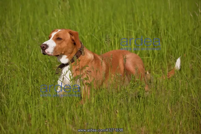 : Mongrel dog on a meadow : Mongrel dog on a meadow