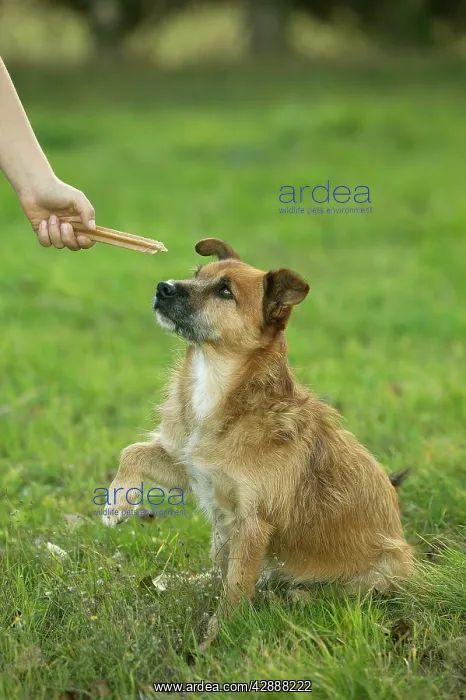  : Mongrel Dog - being offered a treat