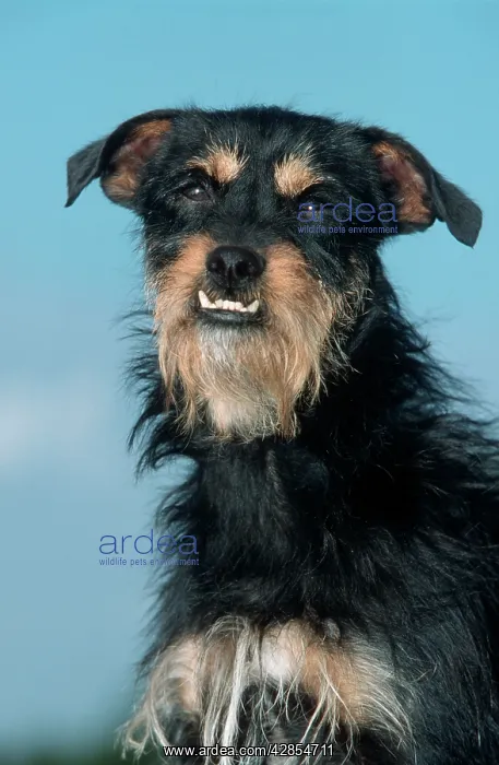 : Mongrel Dog - with over-bite, a malocclusion of : Mongrel Dog - with over-bite, a malocclusion of