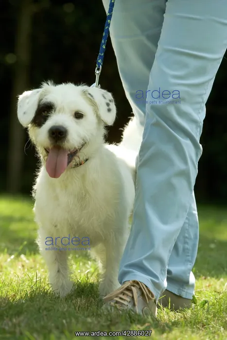 : Mongrel Dog - with patch over eye, being walked by owner : Mongrel Dog - with patch over eye, being walked by owner