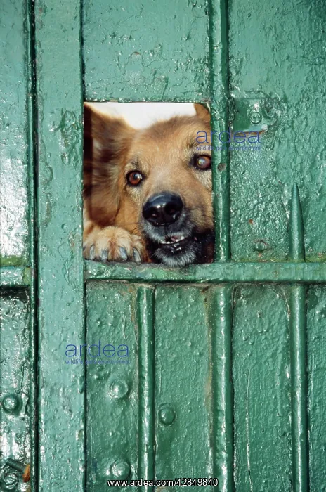  : Mongrel DOG - peeping through gate