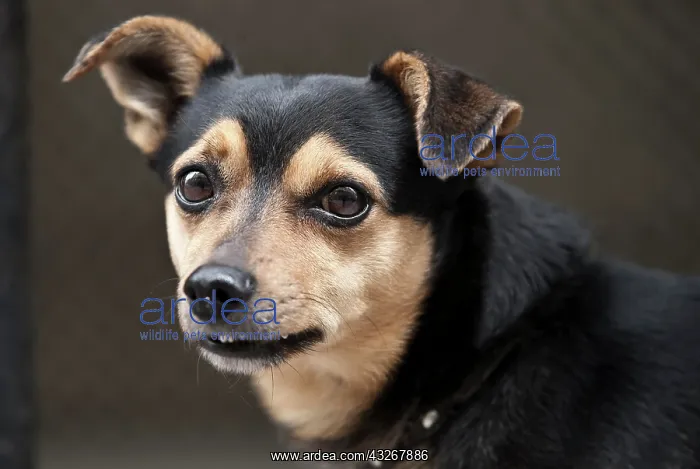 : Mongrel dog, portrait, Klodzko, Lower Silesia, Lesser : Mongrel dog, portrait, Klodzko, Lower Silesia, Lesser
