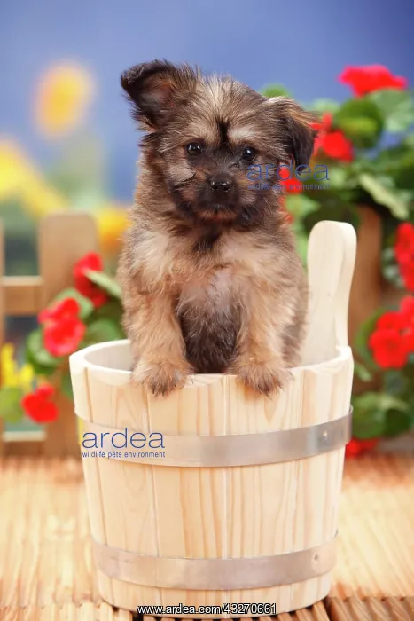 : Mongrel dog, puppy, 11 weeks (dwarf tip x Chihuahua) : Mongrel dog, puppy, 11 weeks (dwarf tip x Chihuahua)