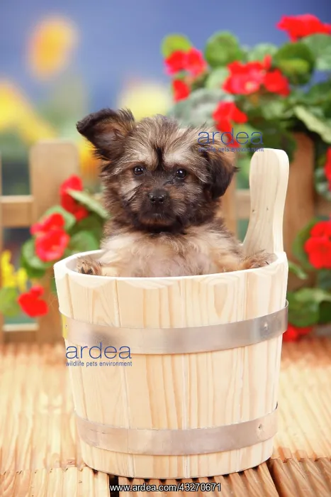 : Mongrel dog, puppy, 11 weeks (dwarf tip x Chihuahua) : Mongrel dog, puppy, 11 weeks (dwarf tip x Chihuahua)