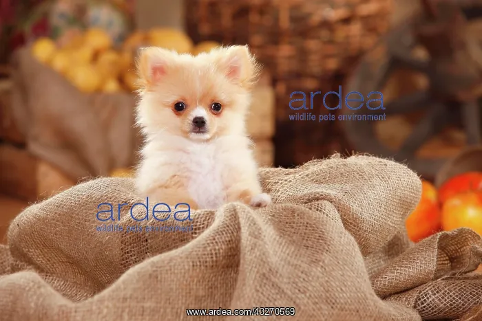 : Mongrel dog, puppy, 12 weeks, pomchi, chiranian : Mongrel dog, puppy, 12 weeks, pomchi, chiranian