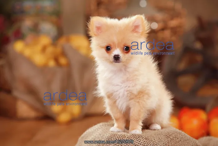 : Mongrel dog, puppy, 12 weeks, pomchi, chiranian : Mongrel dog, puppy, 12 weeks, pomchi, chiranian