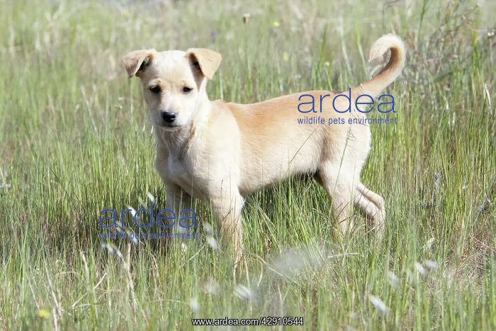 : Mongrel Dog - puppy : Mongrel Dog - puppy