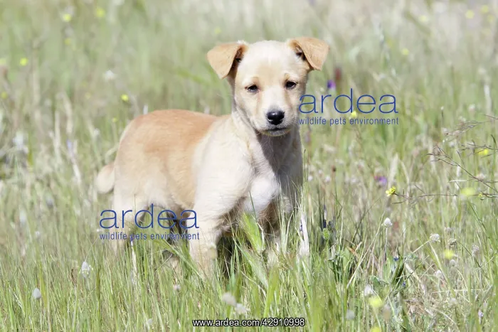 : Mongrel Dog - puppy : Mongrel Dog - puppy