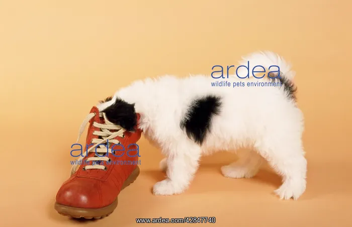  : Mongrel Dog - puppy with shoe