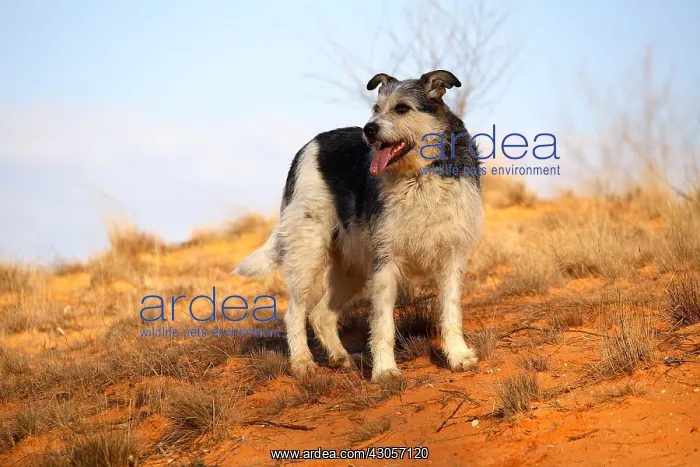 : Mongrel dog standing in a career ocher : Mongrel dog standing in a career ocher