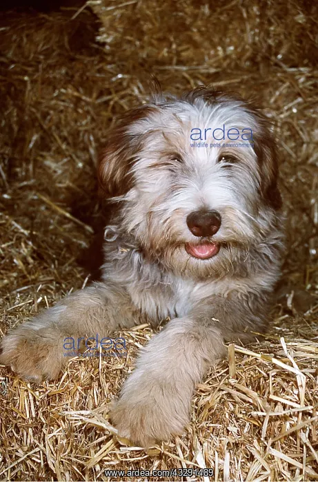 : Mongrel DOG - in straw : Mongrel DOG - in straw