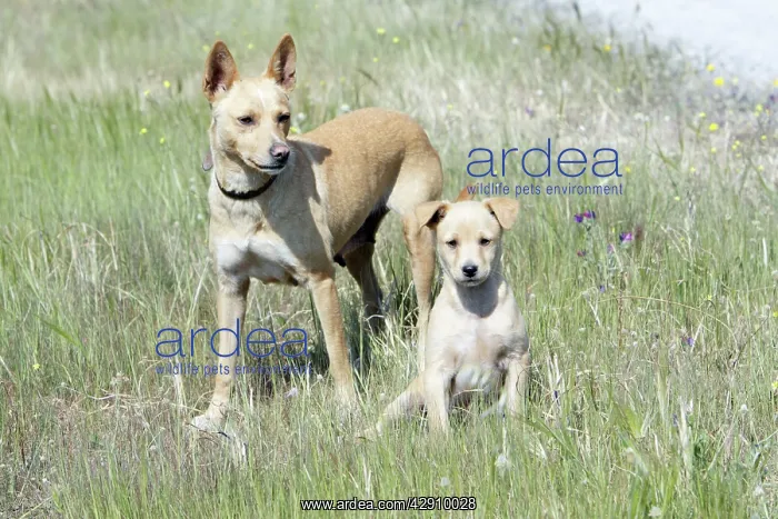: Mongrel Dogs - puppy with bitch : Mongrel Dogs - puppy with bitch